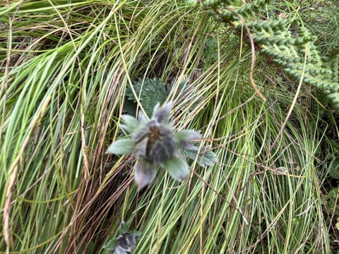 Photograph taken at Hemkund Sahib on 2026-08-26 at 12:51 — iPhone 13.