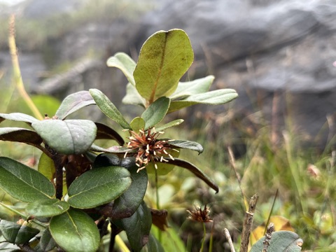 Photograph taken at Hemkund Sahib on 2026-08-26 at 12:53 — iPhone 13.