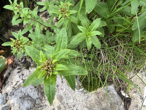 Photograph taken at Hemkund Sahib on 2026-08-26 at 12:54 — iPhone 13.