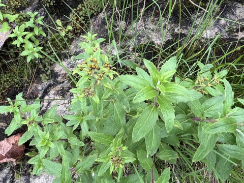 Photograph taken at Hemkund Sahib on 2026-08-26 at 12:54 — iPhone 13.
