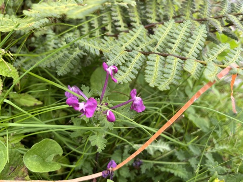 Photograph taken at Hemkund Sahib on 2026-08-26 at 12:55 — iPhone 13.