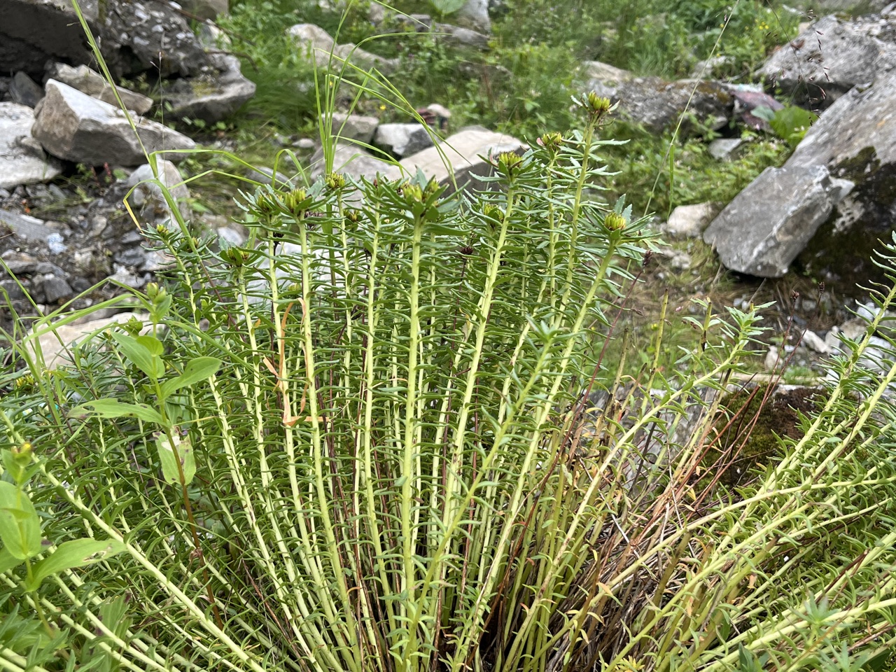 Photograph taken at Hemkund Sahib on 2026-08-26 at 12:55 — iPhone 13.