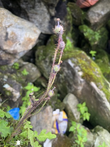 Photograph taken at Hemkund Sahib on 2026-08-26 at 12:56 — iPhone 13.