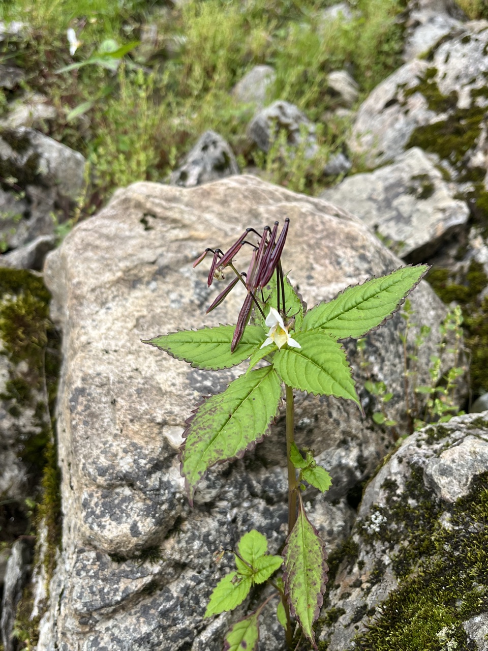 Photograph taken at Hemkund Sahib on 2026-08-26 at 13:01 — iPhone 13.