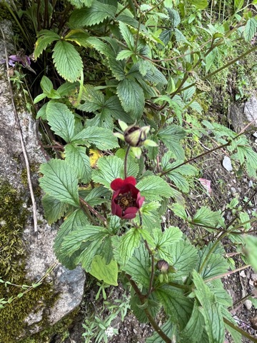 Deep-red crimson cinquefoil.
