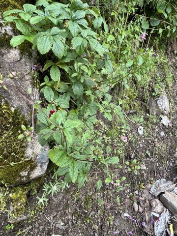 Photograph taken at Hemkund Sahib on 2026-08-26 at 13:48 — iPhone 13.