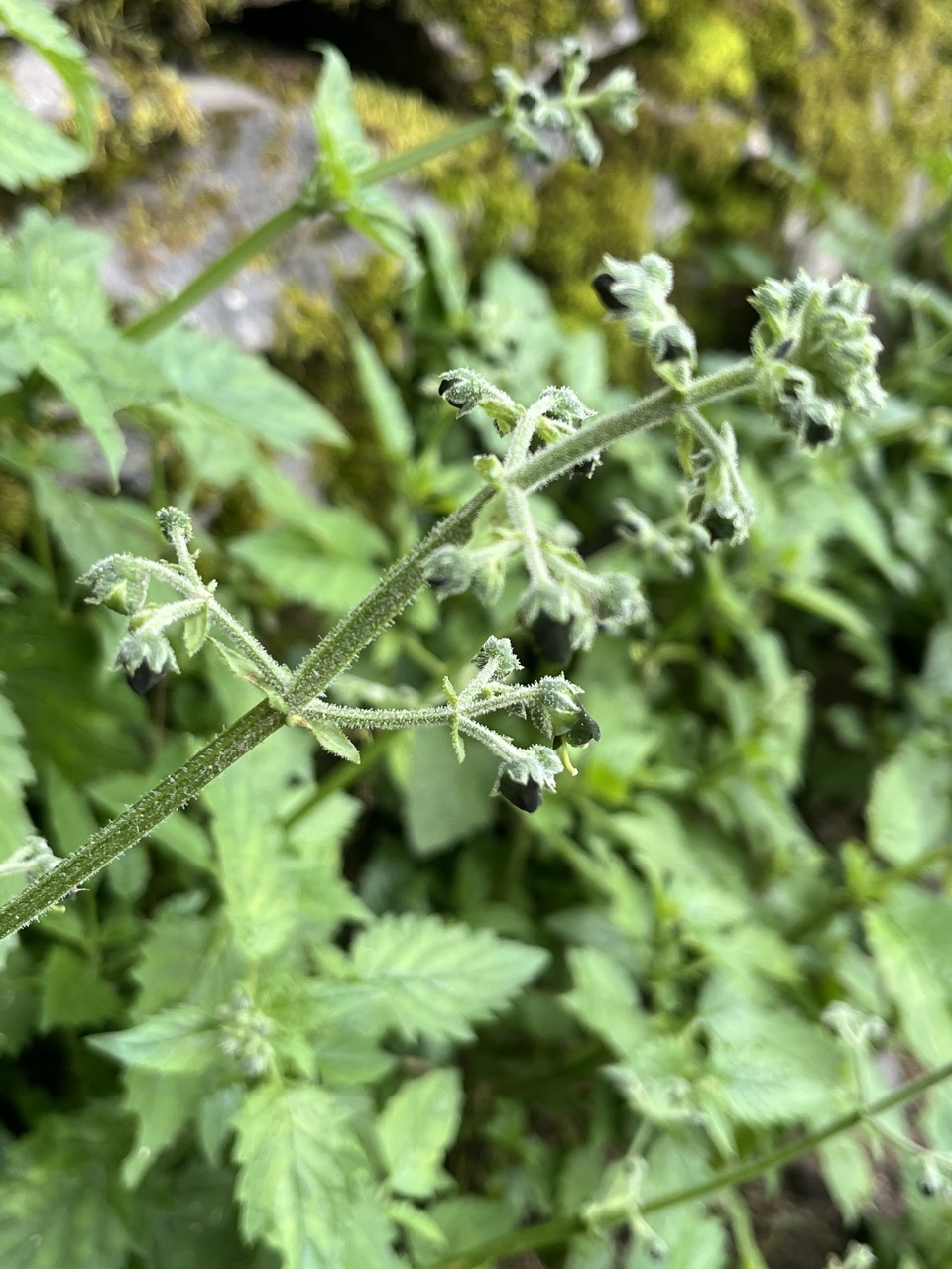 Photograph taken at Hemkund Sahib on 2026-08-26 at 13:49 — iPhone 13.