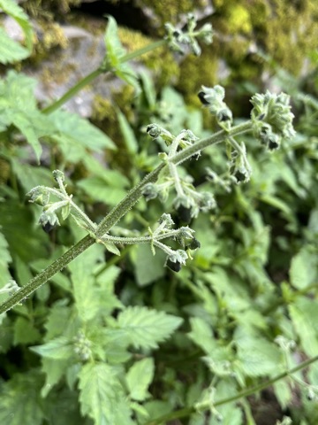 Photograph taken at Hemkund Sahib on 2026-08-26 at 13:49 — iPhone 13.