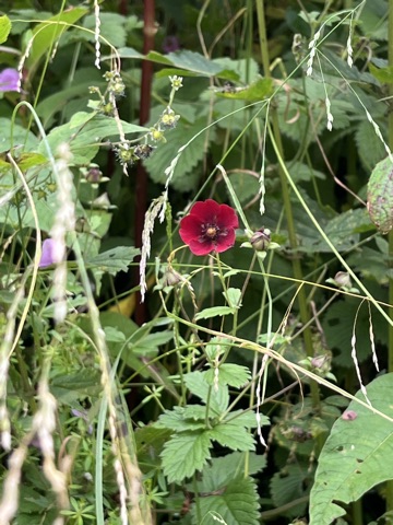 Deep-red crimson cinquefoil.