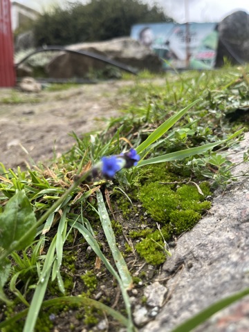 Small blue gentian in mossy ground.